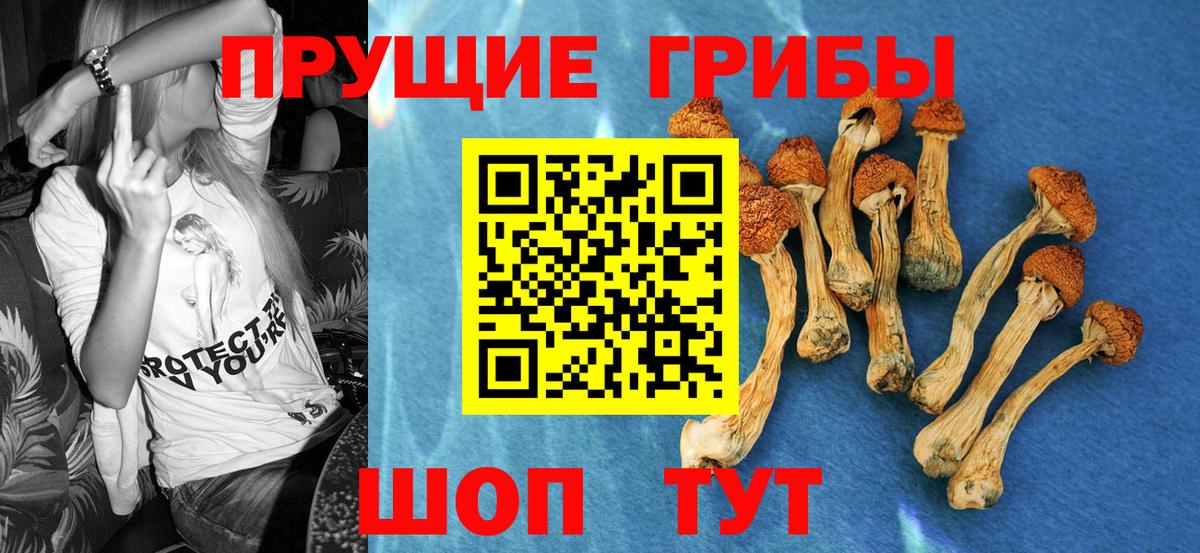 Псилоцибиновые грибы Psilocybe Борзя